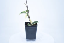 Load image into Gallery viewer, Hoya carnosa Krimson Queen (5)