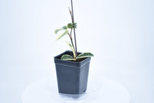 Load image into Gallery viewer, Hoya carnosa Krimson Queen (5)