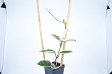 Load image into Gallery viewer, Hoya carnosa Krimson Queen (6)