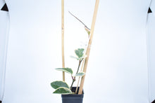 Load image into Gallery viewer, Hoya carnosa Krimson Queen (6)