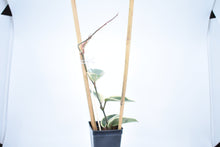 Load image into Gallery viewer, Hoya carnosa Krimson Queen (6)