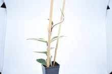 Load image into Gallery viewer, Hoya carnosa Krimson Queen (6)