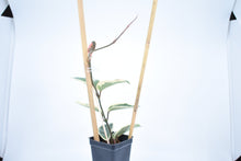 Load image into Gallery viewer, Hoya carnosa Krimson Queen (6)