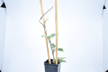 Load image into Gallery viewer, Hoya carnosa Krimson Queen (6)