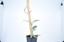 Load image into Gallery viewer, Hoya carnosa Krimson Queen (6)