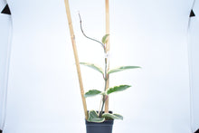 Load image into Gallery viewer, Hoya carnosa Krimson Queen (6)