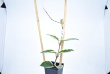Load image into Gallery viewer, Hoya carnosa Krimson Queen (6)
