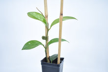 Load image into Gallery viewer, Hoya skinneriana 'Dee’s Big One' Splash (1)