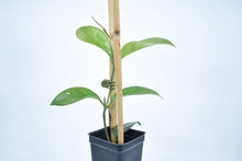 Load image into Gallery viewer, Hoya skinneriana 'Dee’s Big One' Splash (1)