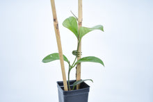 Load image into Gallery viewer, Hoya skinneriana 'Dee’s Big One' Splash (1)