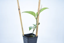 Load image into Gallery viewer, Hoya skinneriana 'Dee’s Big One' Splash (1)