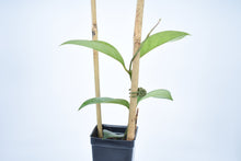 Load image into Gallery viewer, Hoya skinneriana 'Dee’s Big One' Splash (1)