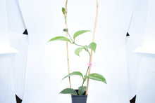 Load image into Gallery viewer, Hoya skinneriana 'Dee’s Big One' Splash (2)