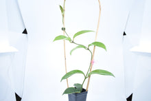 Load image into Gallery viewer, Hoya skinneriana 'Dee’s Big One' Splash (2)