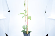 Load image into Gallery viewer, Hoya skinneriana 'Dee’s Big One' Splash (2)