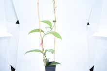 Load image into Gallery viewer, Hoya skinneriana 'Dee’s Big One' Splash (2)