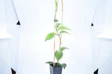 Load image into Gallery viewer, Hoya skinneriana 'Dee’s Big One' Splash (2)
