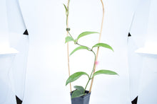 Load image into Gallery viewer, Hoya skinneriana 'Dee’s Big One' Splash (2)
