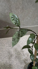 Load image into Gallery viewer, Hoya lacunosa 'Snow Caps' (D)
