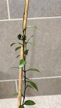 Load image into Gallery viewer, Hoya lacunosa 'Snow Caps' (D)