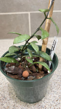 Load image into Gallery viewer, Hoya lacunosa 'Snow Caps' (D)