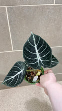Load image into Gallery viewer, Alocasia Black Velvet