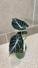Load image into Gallery viewer, Alocasia Black Velvet