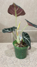 Load image into Gallery viewer, Alocasia Black Velvet