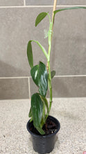 Load image into Gallery viewer, Monstera standleyana albo variegata (1)