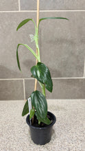 Load image into Gallery viewer, Monstera standleyana albo variegata (1)