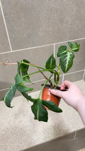 Load image into Gallery viewer, Syngonium wendlandii (5)