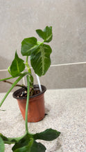 Load image into Gallery viewer, Syngonium wendlandii (5)