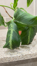 Load image into Gallery viewer, Syngonium wendlandii (5)