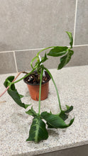 Load image into Gallery viewer, Syngonium wendlandii (5)