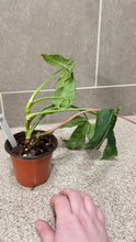 Load image into Gallery viewer, Syngonium wendlandii (5)