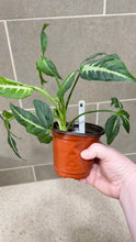 Load image into Gallery viewer, Syngonium wendlandii (6)