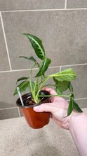 Load image into Gallery viewer, Syngonium wendlandii (6)