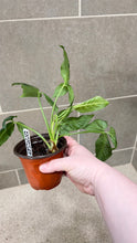 Load image into Gallery viewer, Syngonium wendlandii (6)