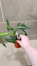 Load image into Gallery viewer, Syngonium wendlandii (6)