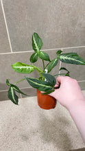 Load image into Gallery viewer, Syngonium wendlandii (6)