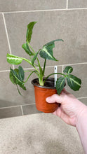 Load image into Gallery viewer, Syngonium wendlandii (6)