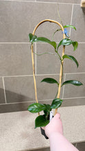 Load image into Gallery viewer, Hoya skinneriana 'Dee’s Big One' Splash (A)
