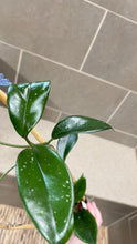 Load image into Gallery viewer, Hoya skinneriana 'Dee’s Big One' Splash (A)