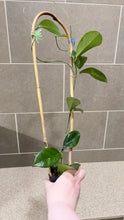 Load image into Gallery viewer, Hoya skinneriana 'Dee’s Big One' Splash (A)
