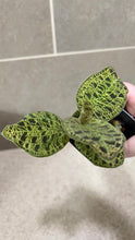 Load image into Gallery viewer, Macodes petola Lightning Jewel Orchid (D)