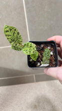 Load image into Gallery viewer, Macodes petola Lightning Jewel Orchid (F)
