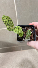 Load image into Gallery viewer, Macodes petola Lightning Jewel Orchid (F)