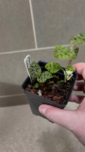 Load image into Gallery viewer, Macodes petola Lightning Jewel Orchid (F)