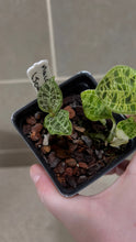 Load image into Gallery viewer, Macodes petola Lightning Jewel Orchid (F)
