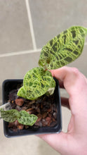 Load image into Gallery viewer, Macodes petola Lightning Jewel Orchid (F)